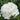 Peony