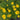 Tickseed