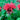 Beebalm