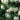 Prague Viburnum