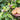 Pink Variegated Lemon Citrus