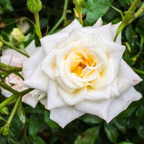 White Drift Rose