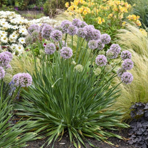 Ornamental Onion