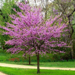 American Redbud─ Cercis candensis