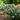 Low Scape Mound® Black Chokeberry