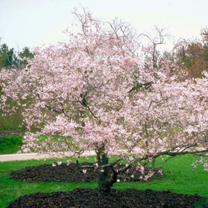 Autumnalis Flowering Cherry─ Prunus