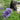 Nanho Blue Butterfly Bush
