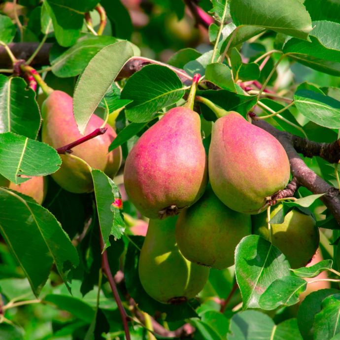 Comice Pear Tree – Holly Days Nursery