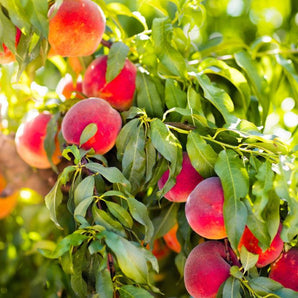 Contender Peach Tree