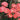 Coral Drift Rose