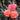Coral Knock-Out Rose