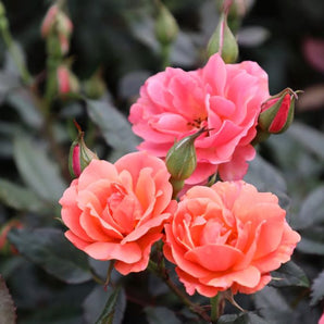 Coral Knock-Out Rose