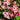 Czechmark Trilogy Weigela