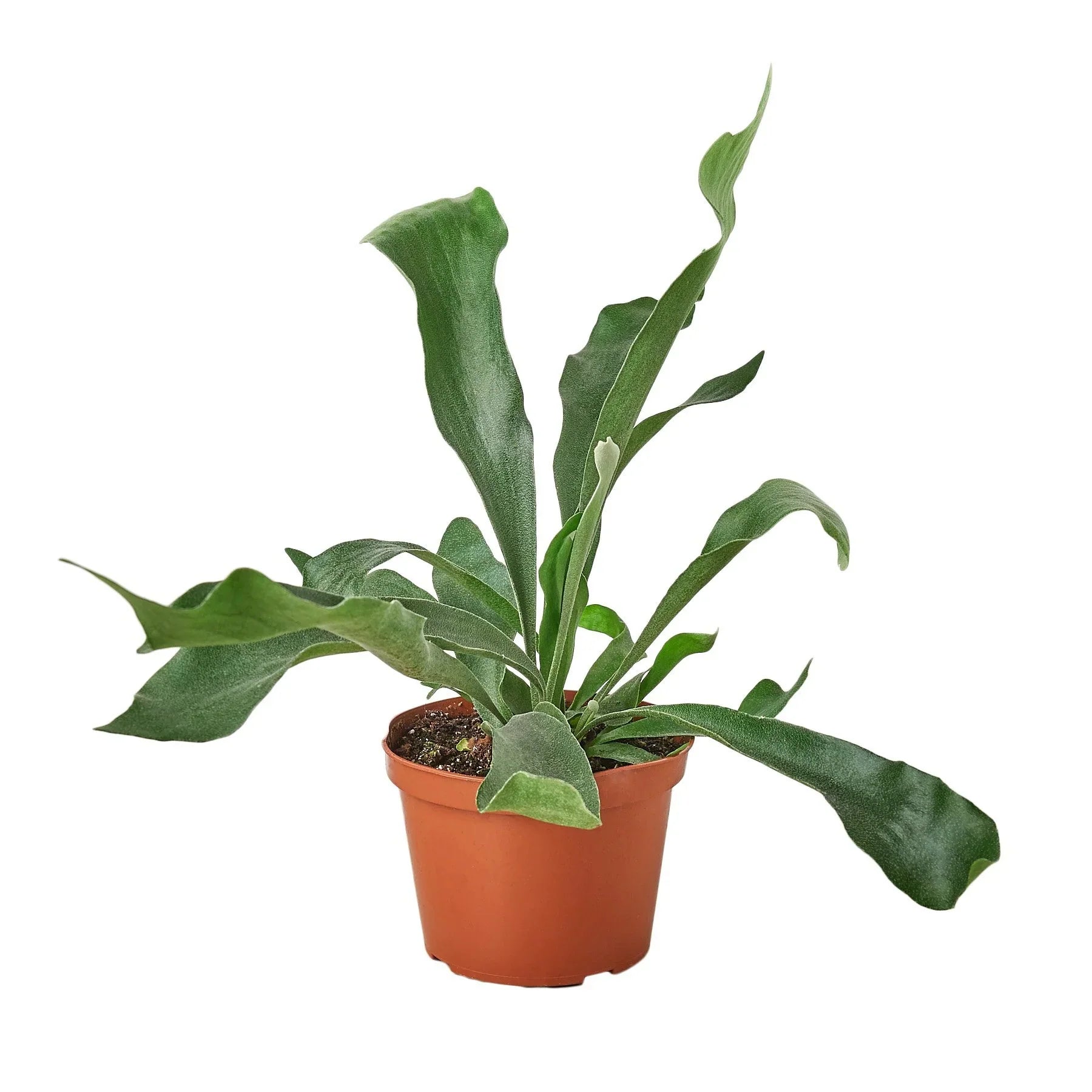 Staghorn Fern - Thumbnail 2