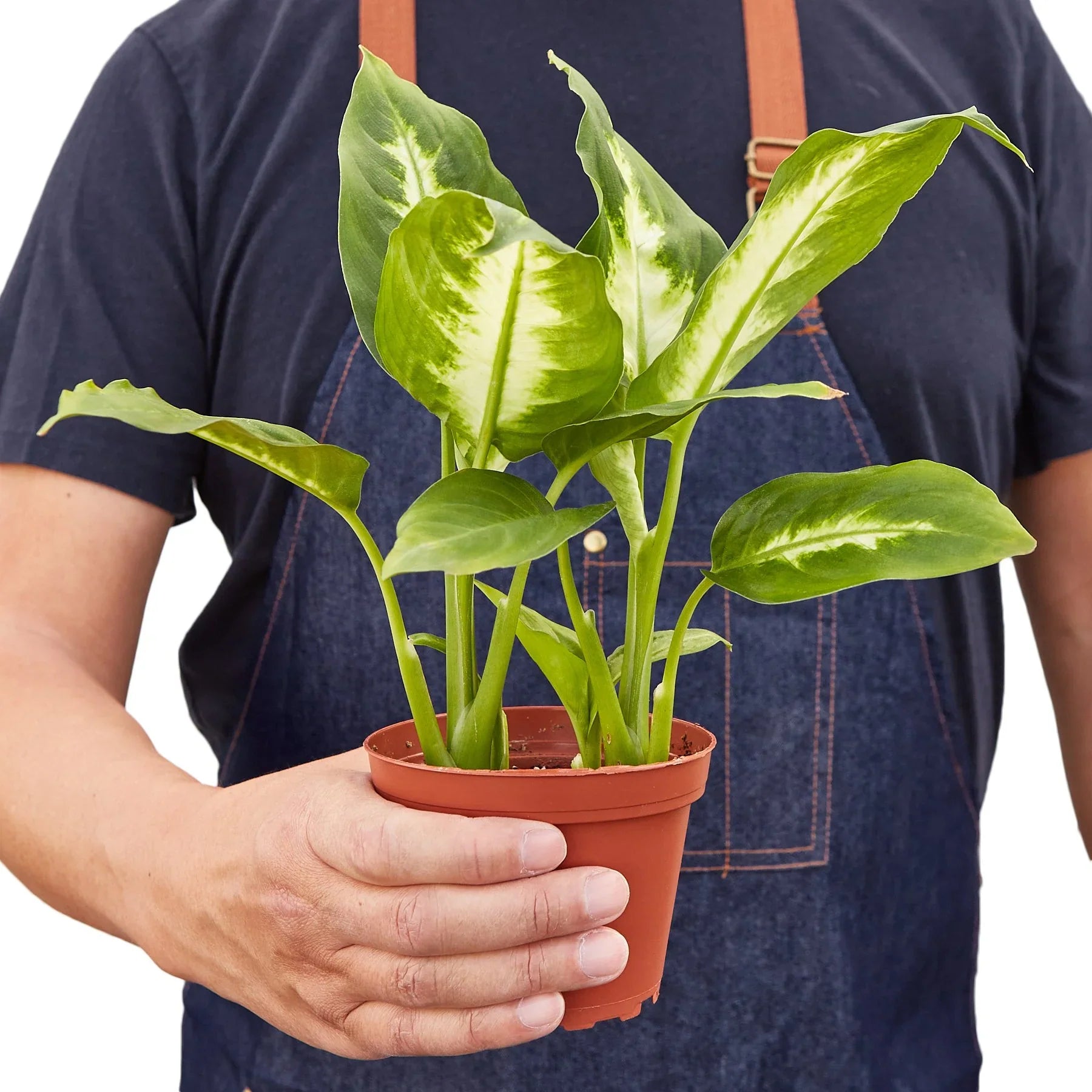 dieffenbachia camille yellow leaves Dieffenbachia Camille – Holly Days Nursery