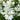 Nikko Deutzia