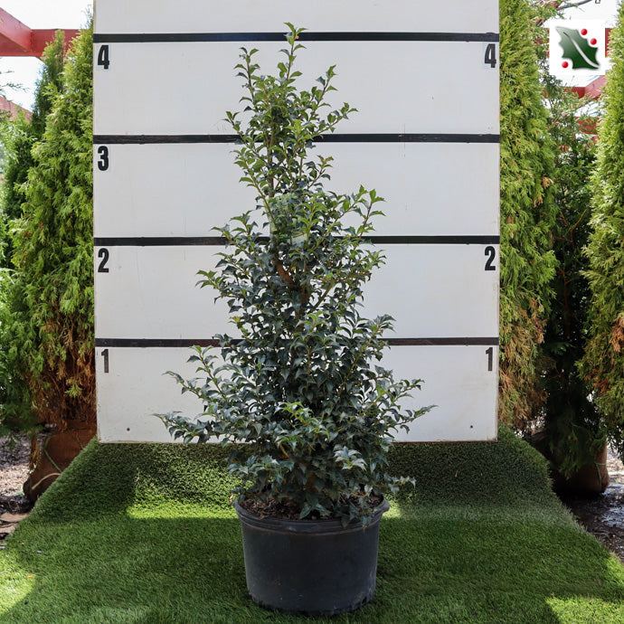 Dragon Lady Holly – Holly Days Nursery