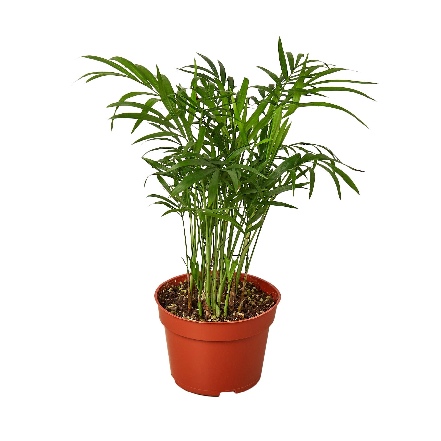 Days Parlor Parlor Palm – Holly Days Nursery