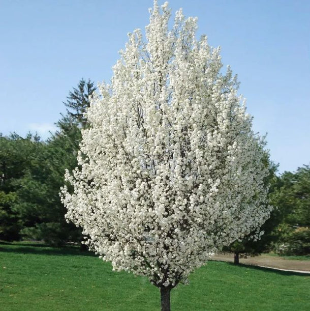Chanticleer Flowering Pear – Holly Days Nursery