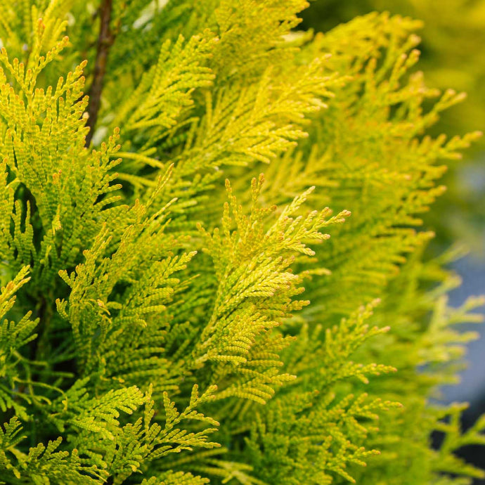 Fluffly Tree Fluffy Western Arborvitae – Holly Days Nursery