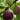 Ficus carica 'Italian Everbear