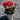 Geraniums