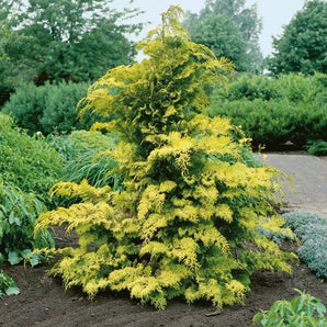 Golden Hinoki Cypress