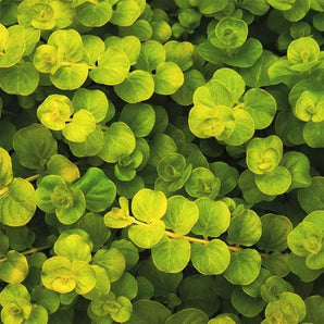 Creeping Jenny