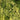Goldthread Cypress