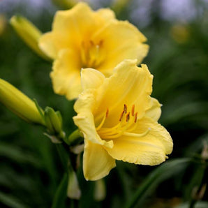 Daylily