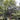 Heritage River Birch (Clump)