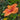 Hibiscus Bush