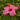 Hibiscus Braid/Standard