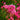 Hopi Crape Myrtle