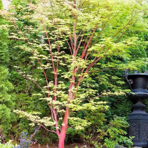 Coral bark Japanese Maple─ Acer plamatum