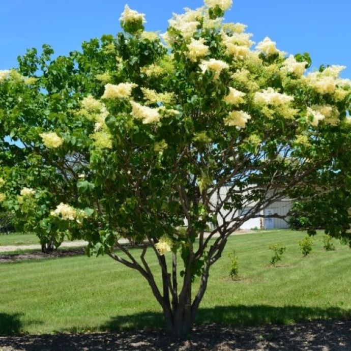 Japanese Lilac Tree – Holly Days Nursery