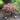 Tamukeyama Cutleaf Japanese Maple─ Acer palmatum