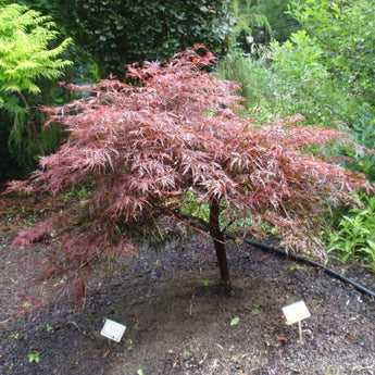 Tamukeyama Cutleaf Japanese Maple─ Acer palmatum – Holly Days Nursery