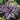 Japanese Painted Fern