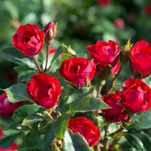 Petite Knock Out Rose