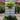 Little Lime Hydrangea Tree