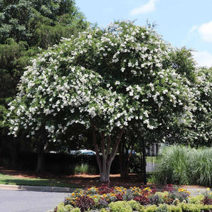 Natchez Crape Myrtle