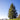 Norway Spruce