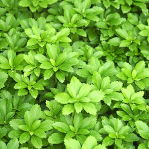 Pachysandra