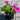 Petunia