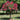 Pink Velour Crape Myrtle