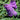 Dwarf Pugster Amethyst Butterfly Bush