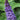 Dwarf Pugster Blue Butterfly Bush