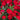 Red Drift Rose