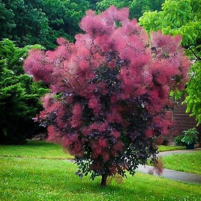 Royal Purple Smoke Tree – Holly Days Nursery